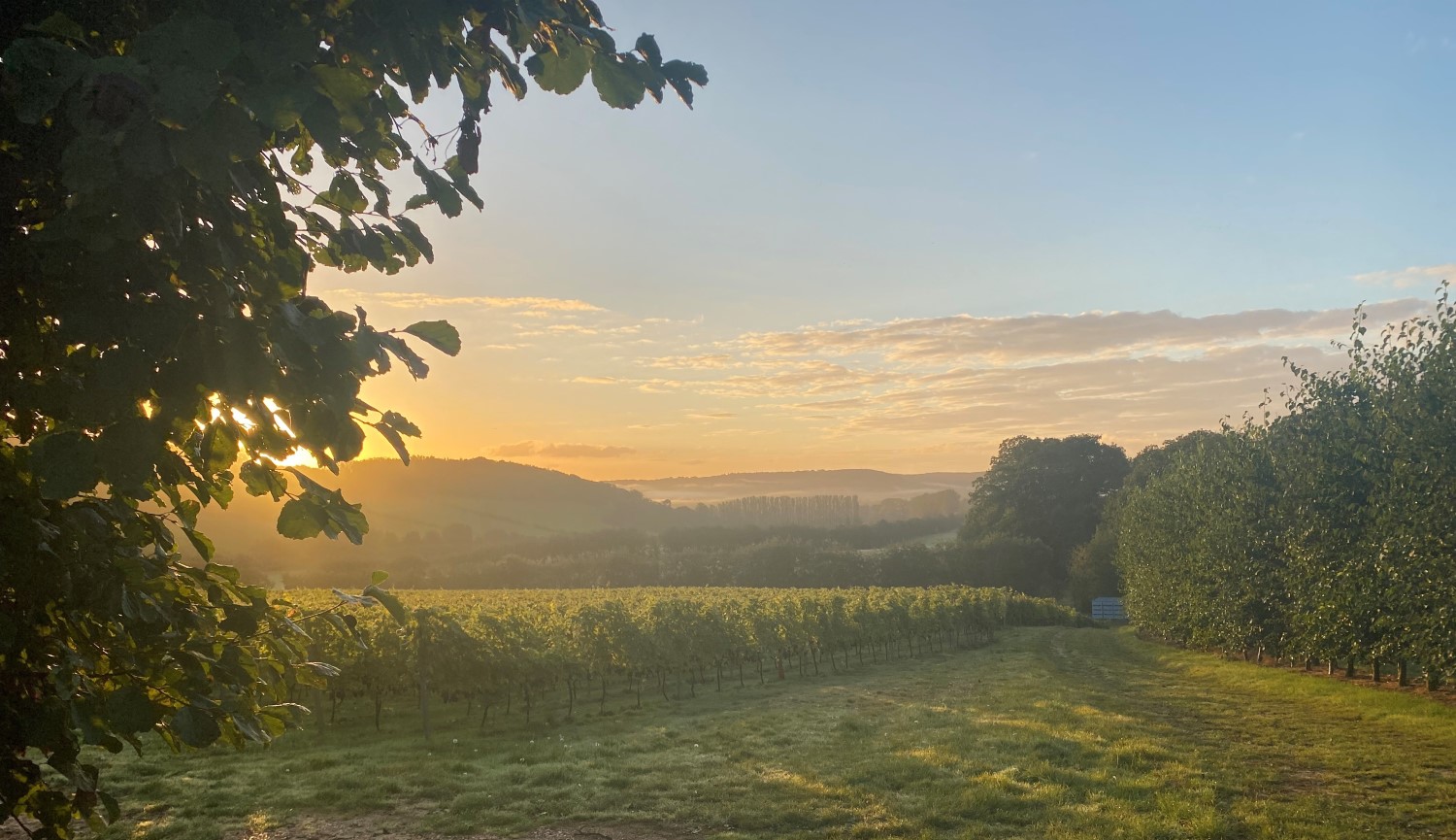 English winemaking’s changing landscape